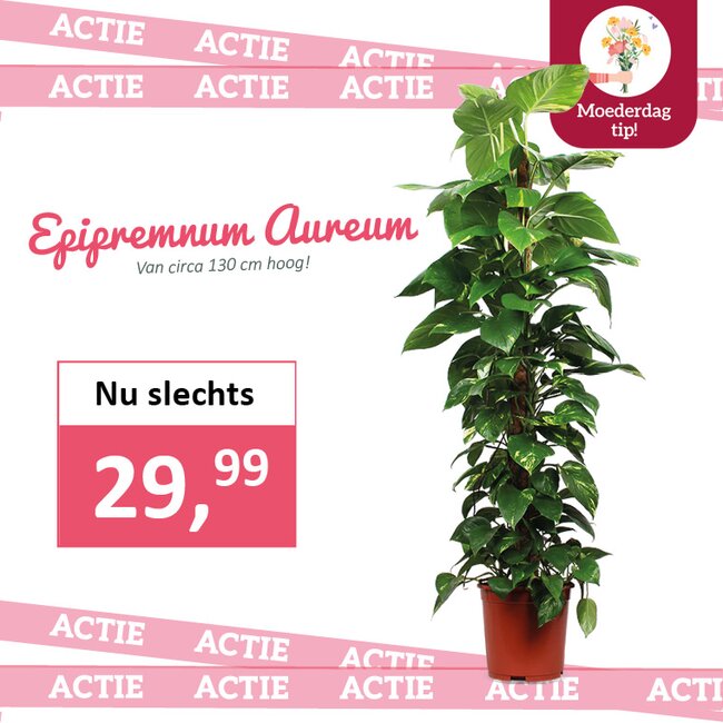 Epipremnum Aureum