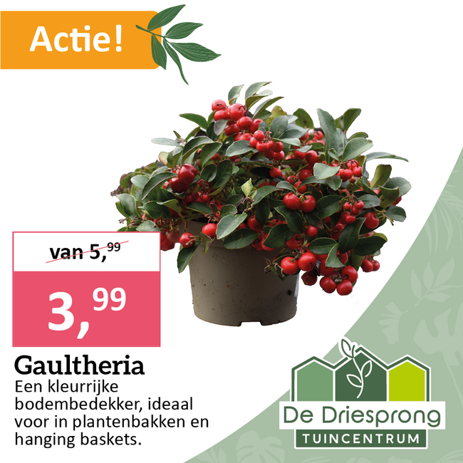 Gaultheria