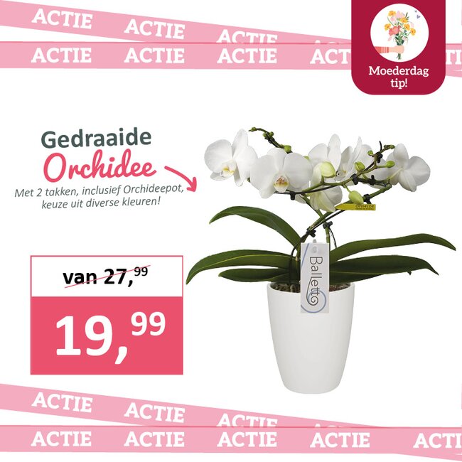Gedraaide orchidee in pot!