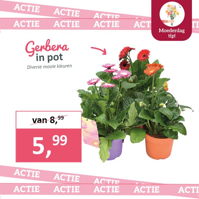 Gerbera in pot