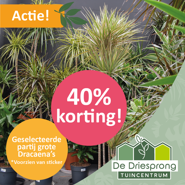Geselecteerde  partij grote  Dracaena’s