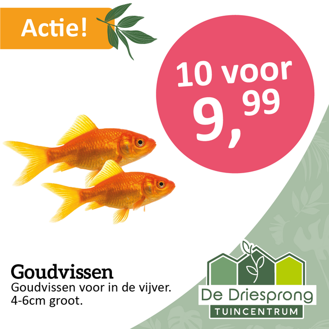 Goudvissen