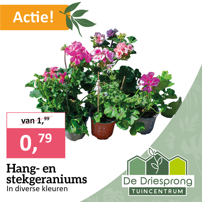 Hang- en stekgeraniums