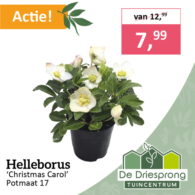 Helleborus ‘Christmas Carol’
