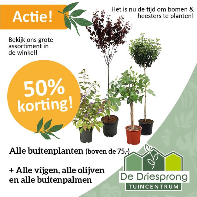 Het is nu tijd om bomen & heesters te planten!