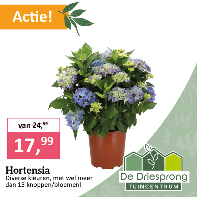 Hortensia