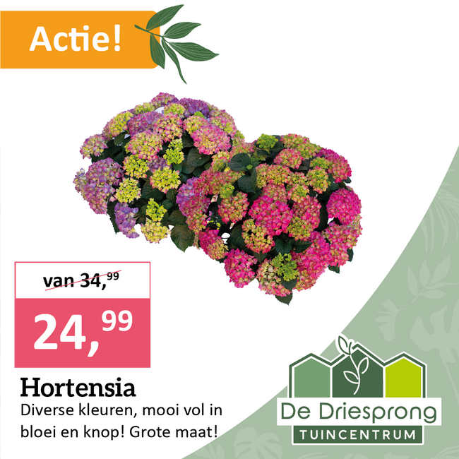 Hortensia