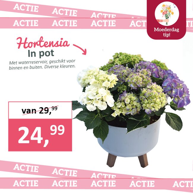 Hortensia in pot