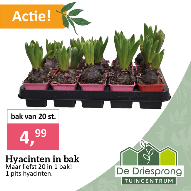 Hyacinten in bak
