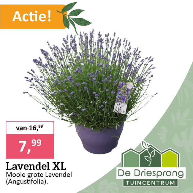 Lavendel XL