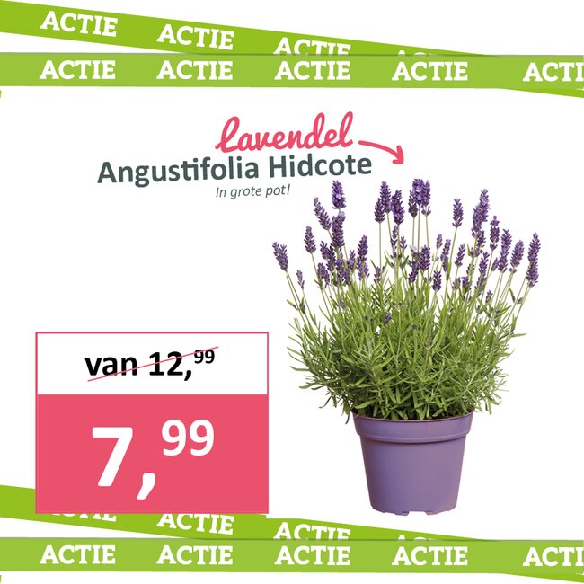 Lavendula Angustifolia Hidcote