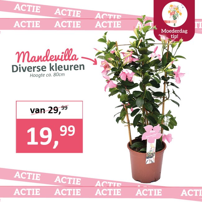 Mandevilla in diverse kleuren