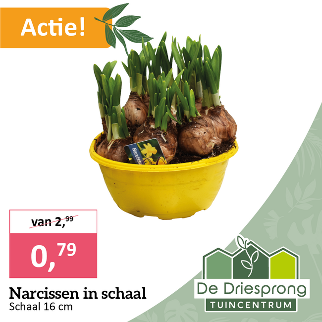Narcissen in schaal