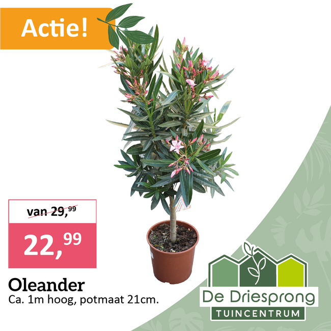 Oleander