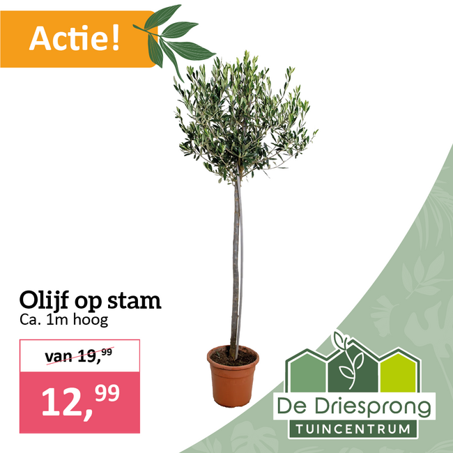 Olijf op stam