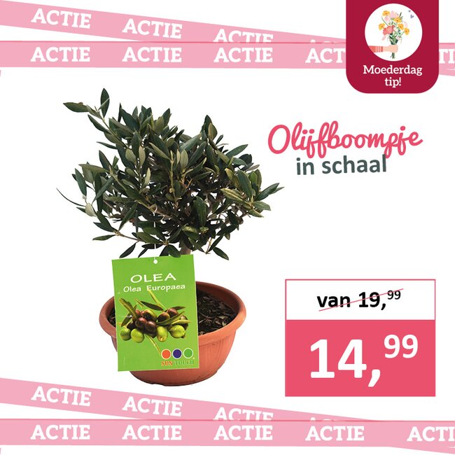 Olijfboompje in schaal