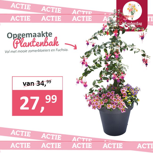 Opgemaakte plantenbak met fuchsia