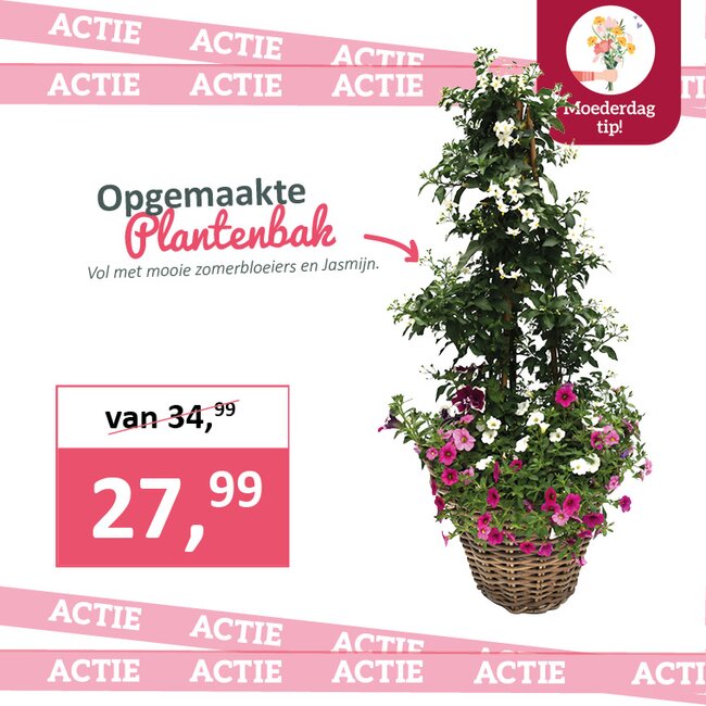 Opgemaakte plantenbak met jasmijn