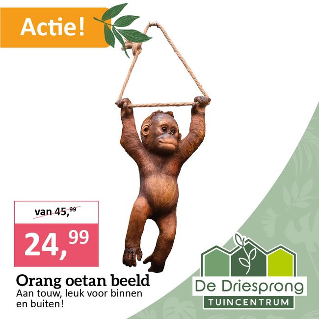 Orang oetan beeld