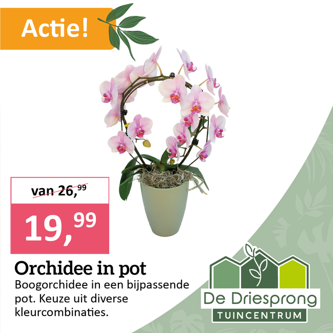 Orchidee in pot