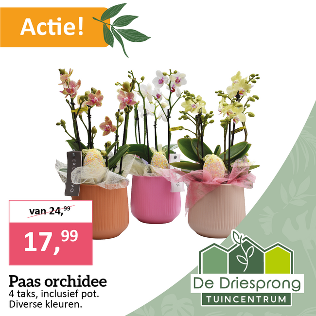 Paas orchidee