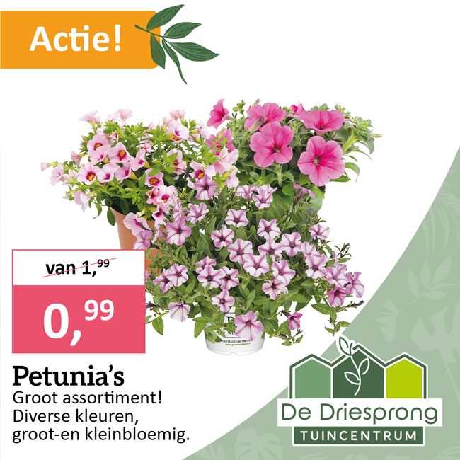 Petunia's