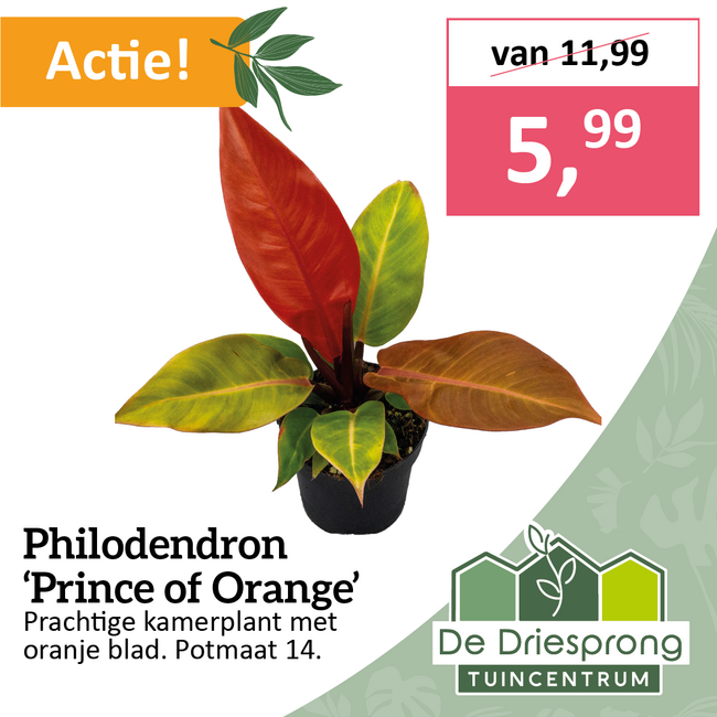 Philodendron  ‘Prince of Orange’