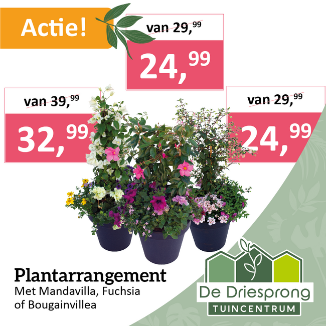 Plantarrangement