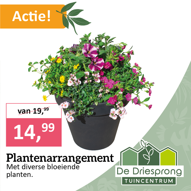 Plantenarrangement