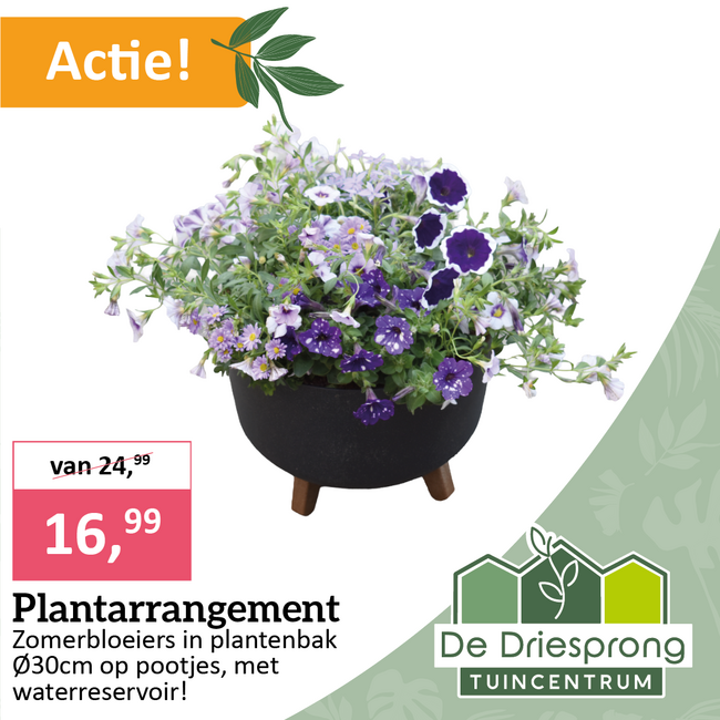 Plantenarrangement
