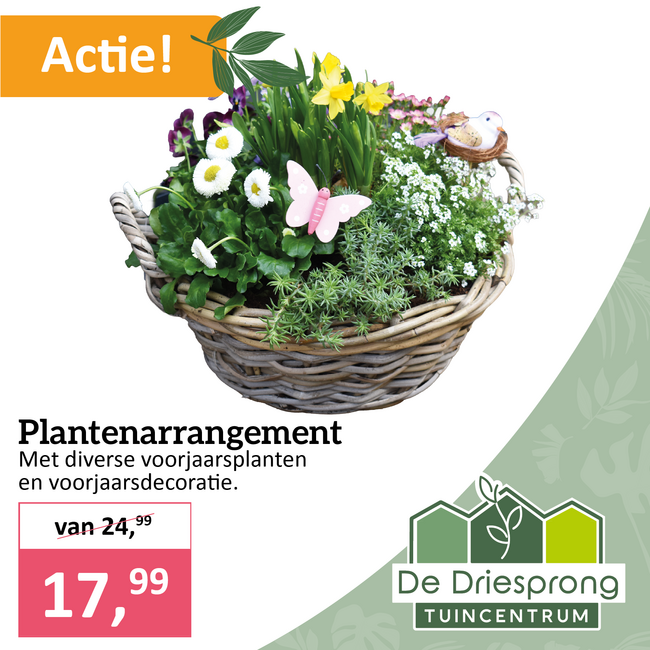 Plantenarrangement
