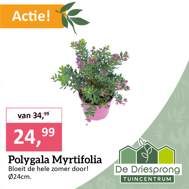 Polygala Myrtifolia