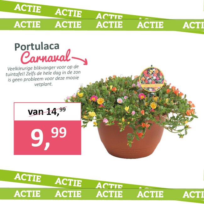 Portulaca Carnaval