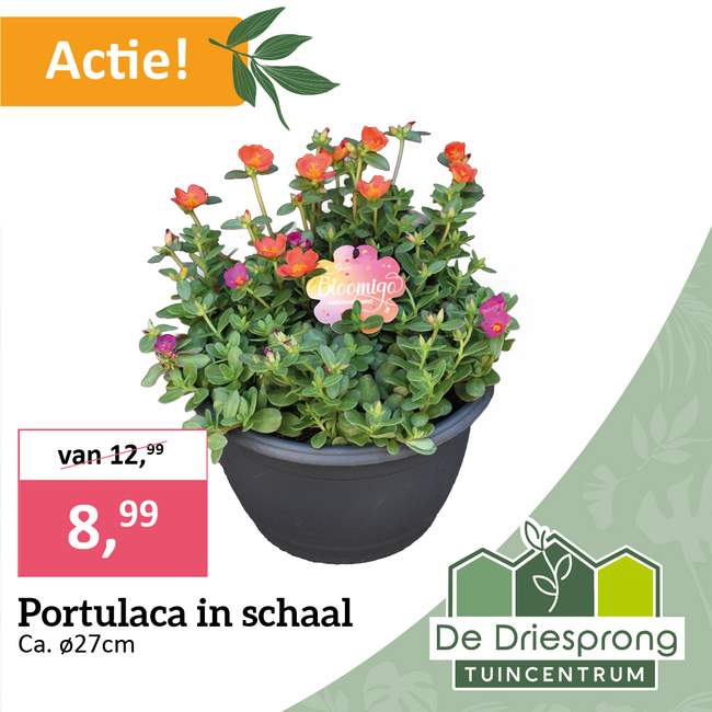 Portulaca in schaal