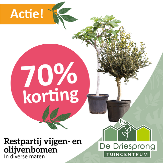 Restpartij vijgen- en olijvenbomen 70% korting!