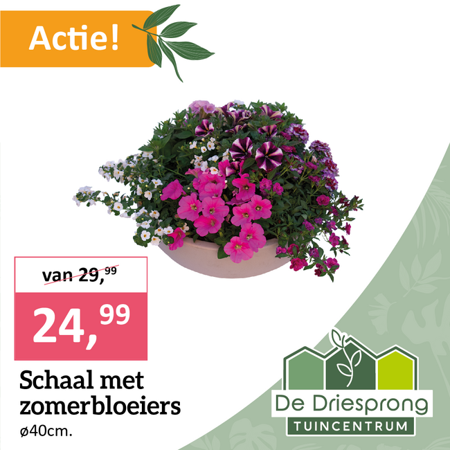 Schaal met zomerbloeiers