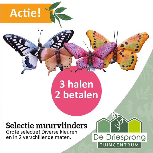 Selectie muurvlinders