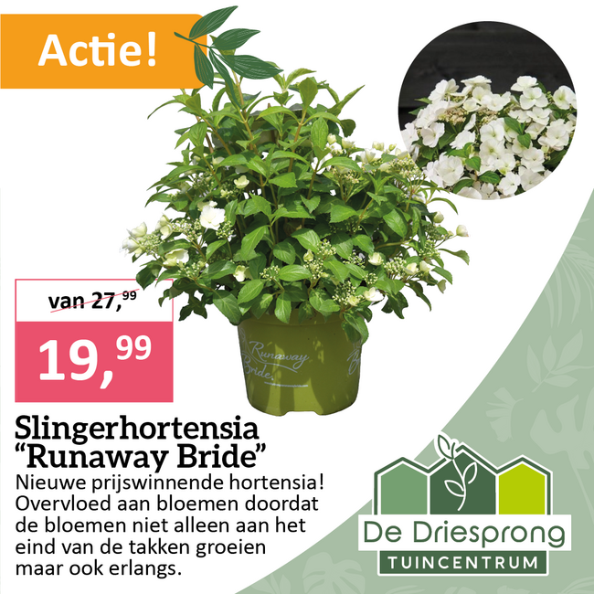 Slingerhortensia "Runaway Bride"