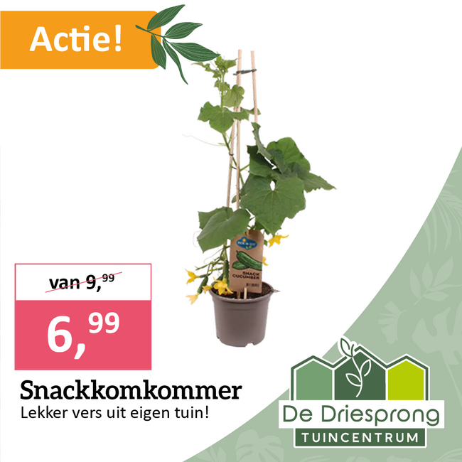 Snackkomkommer