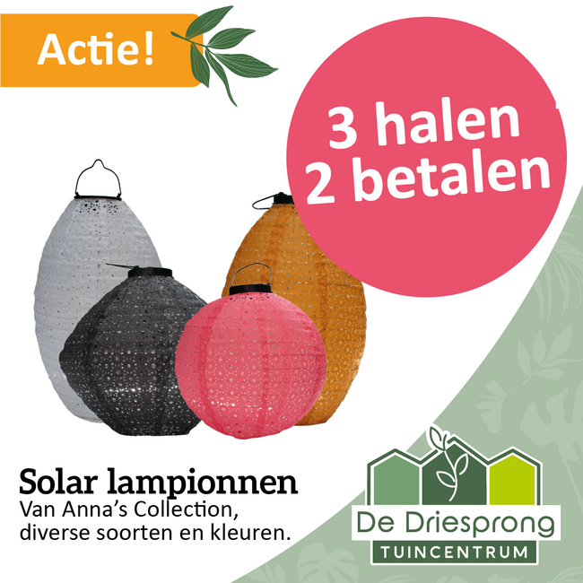 Solar lampionnen