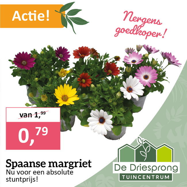 Spaanse margriet