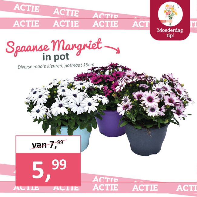 Spaanse Margriet in pot