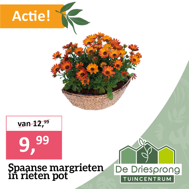 Spaanse margrieten  in rieten pot