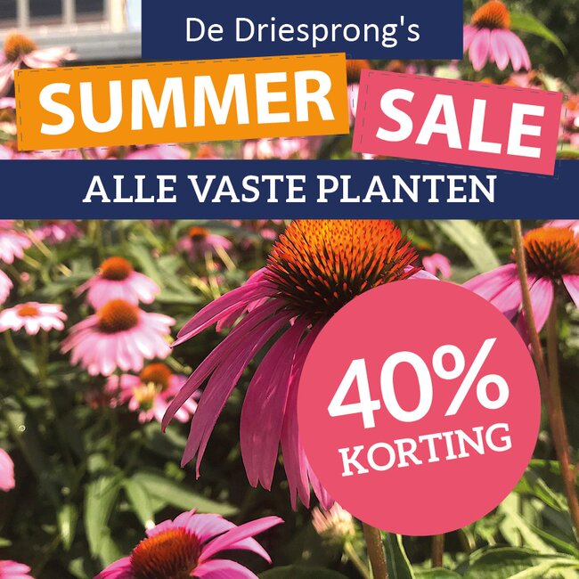 Summer sale alle vaste planten