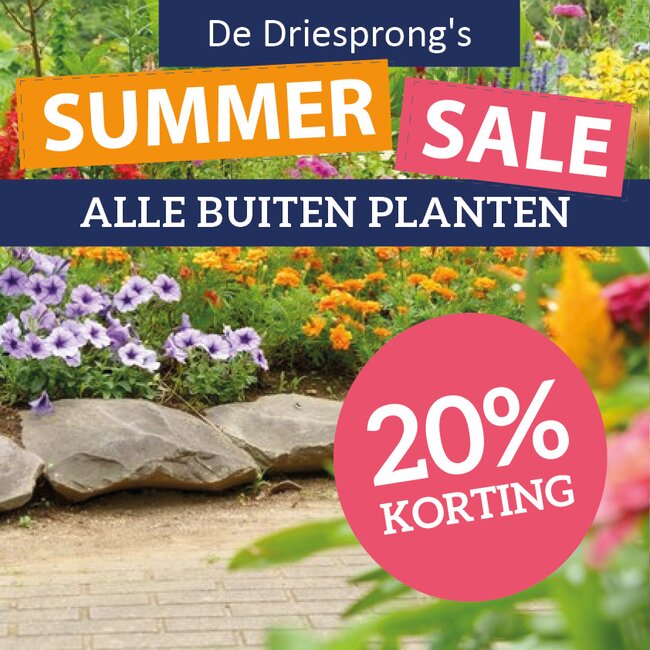 Summer Sale op alle buiten planten!