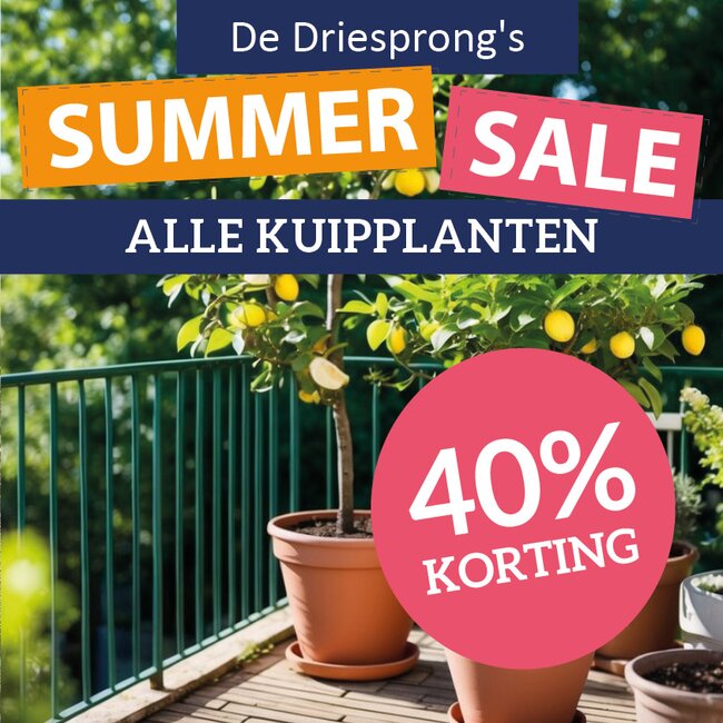 Summer Sale op alle kuipplanten!