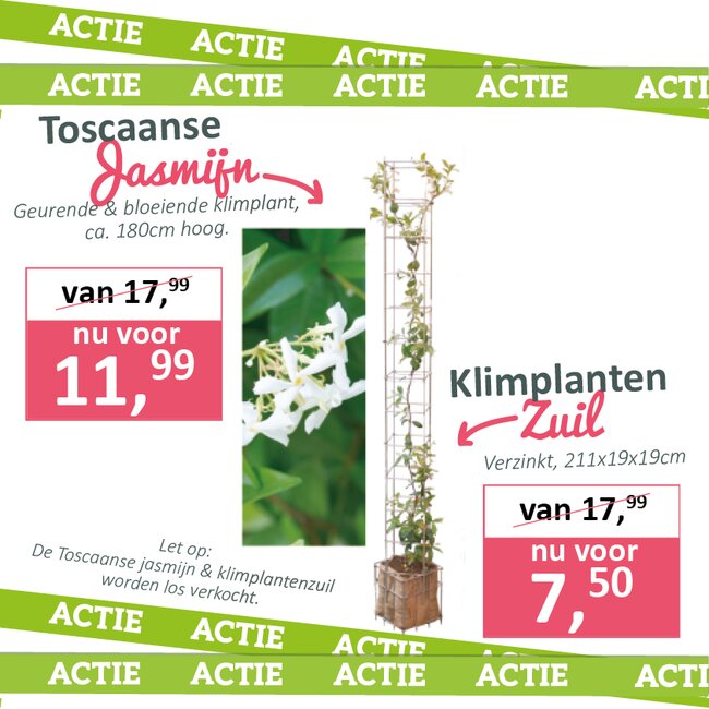Toscaanse Jasmijn