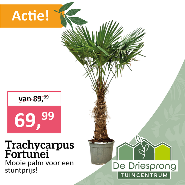 Trachycarpus Fortunei