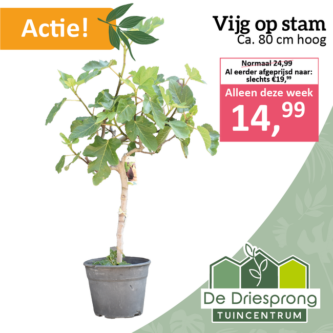 Vijg op stam
