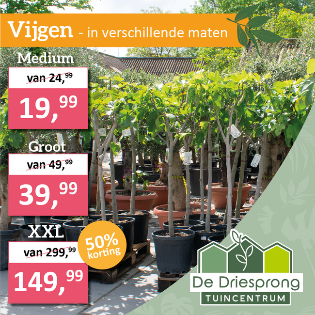 Vijgen in verschillende maten